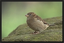 huismus DSC_0161-01